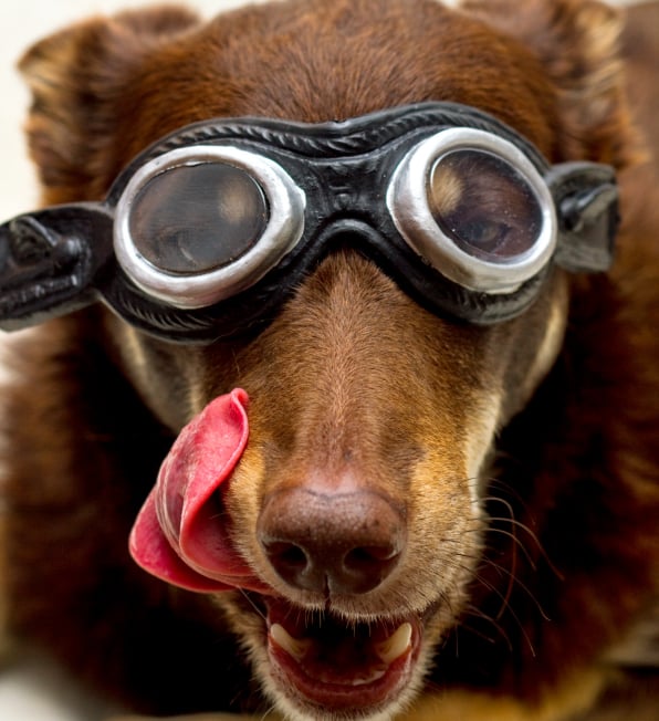 Kelpie in googles