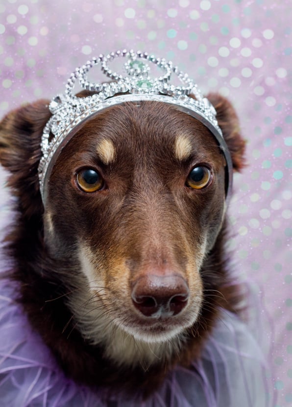 Kelpie in a tiara