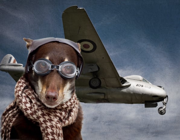 Kelpie pilot