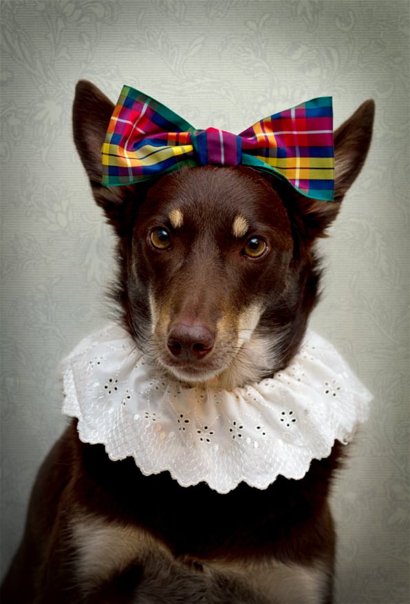 Kelpie with bow on head