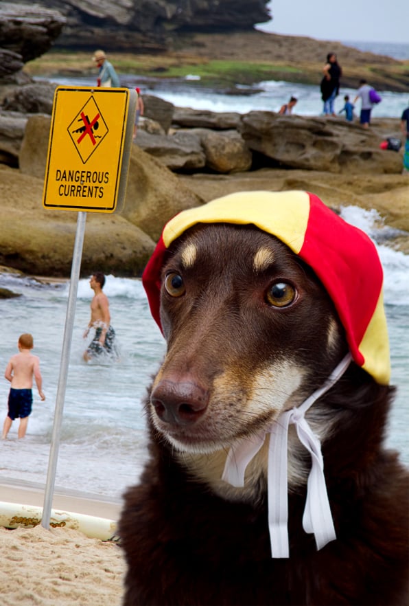 Kelpie Lifesaver