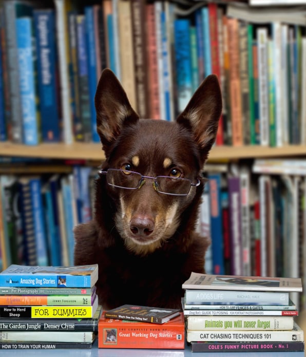 Librarian Kelpie