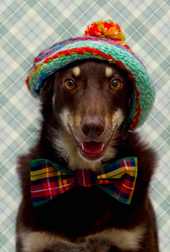 Scottish Kelpie