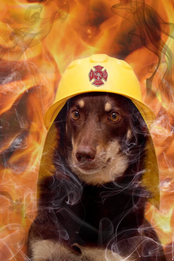 Fireman kelpie