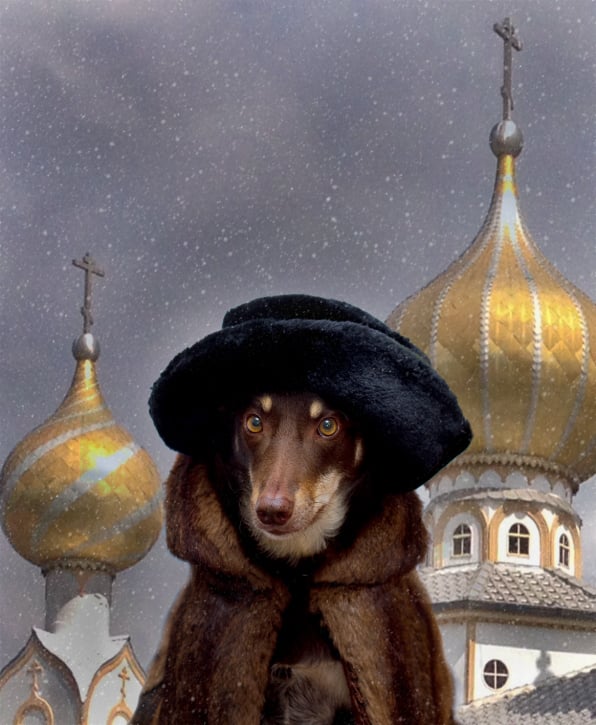 Russian Kelpie