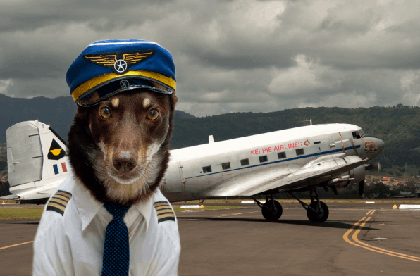 Kelpie airline pilot