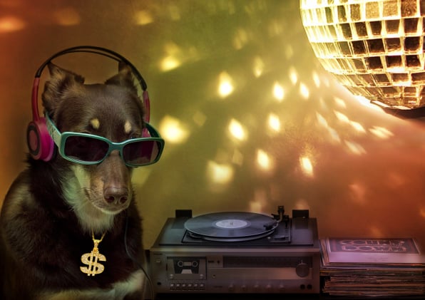 DJ kelpie