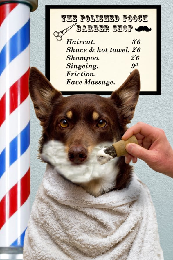 Kelpie at Barbers
