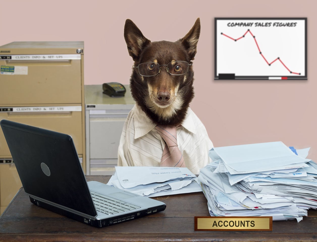 Kelpie accountant