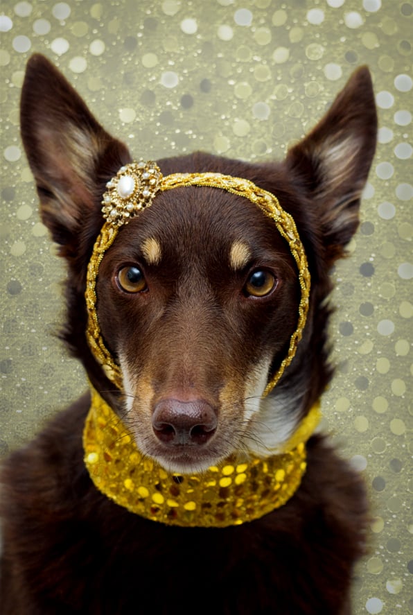 Glamour Kelpie
