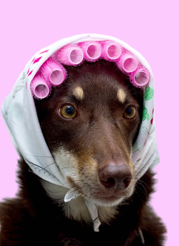 Kelpie in curlers