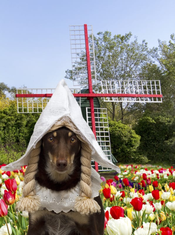 Kelpie at Windmill