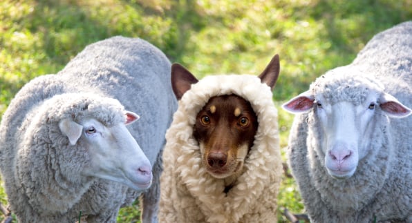 Sheep dog dressed as a sheep